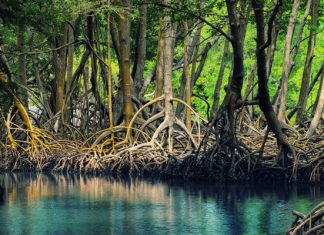 Khám phá rừng đước Năm Căn – Khu rừng ngặp mặn lớn nhất của Cà Mau Hệ sinh thái rừng đước ngập mặn Năm Căn Cà Mau