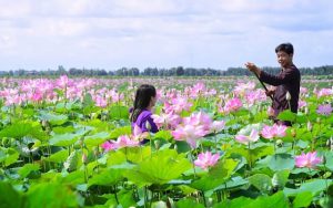 Ngẩn ngơ trước vẻ đẹp khu du lịch Đồng Sen Tháp Mười nổi tiếng Đồng Tháp&nbsp;