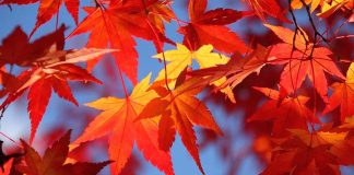 Cây lá đỏ đặc trưng mùa thu Nhật Bản