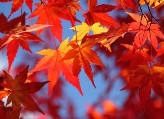 Cây lá đỏ đặc trưng mùa thu Nhật Bản