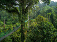 Thung lũng Danum có hệ sinh thái đa dạng