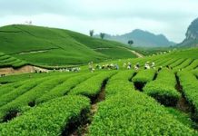 Du lịch Tết Âm lịch nên chọn đi những đâu?