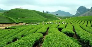 Du lịch Tết Âm lịch nên chọn đi những đâu?