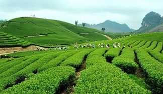 Du lịch Tết Âm lịch nên chọn đi những đâu?