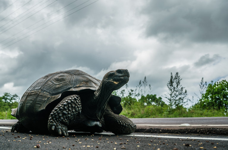 Qua Châu Mỹ du lịch hè nhớ ghé thăm đảo rùa Galapagos
