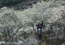 Các điểm du lịch Mộc Châu không nên bỏ qua