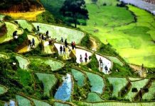 Ruộng bậc thang Sapa – Bức tranh kỳ vĩ làm nao lòng khách du lịch Cây lúa trên ruộng bậc thang Sapa