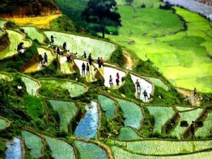 Cây lúa trên ruộng bậc thang Sapa