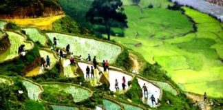 Cây lúa trên ruộng bậc thang Sapa
