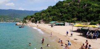 Bãi biển Ninh Chữ với bờ cát trắng và hàng dừa xanh