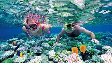 Du khách lặn ngắm san hô đầy màu sắc dưới làn nước trong xanh của Cù Lao Xanh