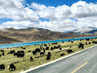 Đàn bò Yak gặm cỏ bên hồ nước xanh ở Tây Tạng