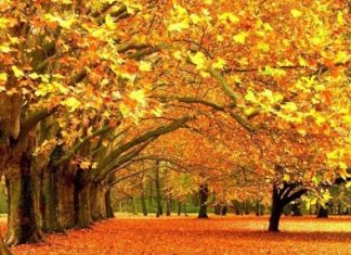 Đi đâu làm gì trong tour du lịch mùa thu Hàn Quốc Khung cảnh mùa thu Hàn Quốc với những hàng cây lá đỏ rực rỡ