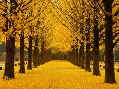 Tháng Chín là thời điểm tốt nhất để ghé thăm Hàn Quốc