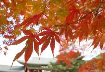 Cảnh sắc mùa thu Hàn Quốc rực rỡ