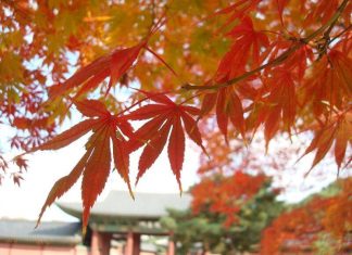 Cảnh sắc mùa thu Hàn Quốc rực rỡ