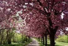 Du lịch Đức vào mùa xuân sẽ được chiêm ngưỡng những cánh đồng hoa nở rộ