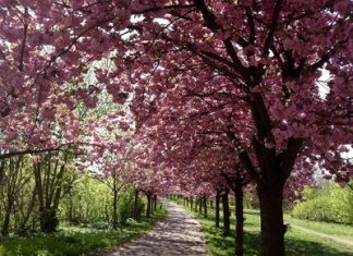 Du lịch Đức vào mùa xuân sẽ được chiêm ngưỡng những cánh đồng hoa nở rộ