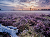 Cánh đồng hoa thạch nam tím biếc ở Hà Lan