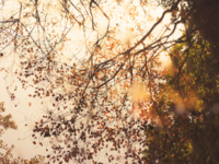 Sắc vàng rực rỡ của Amsterdam mùa thu