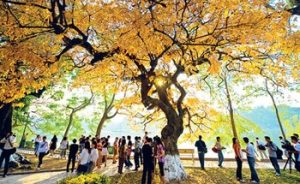 Khung cảnh lãng mạn của Hà Nội mùa thu