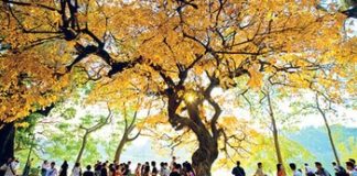 Khung cảnh lãng mạn của Hà Nội mùa thu