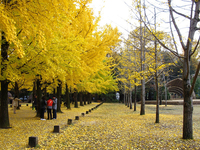 Đảo Nami - Nơi tình yêu bắt đầu