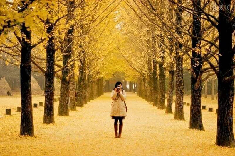 Con đường rợp lá vàng trên đảo Nami