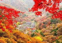 Thời điểm lý tưởng để du lịch Hàn Quốc mùa thu