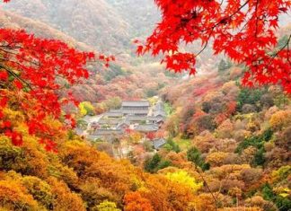 Thời điểm lý tưởng để du lịch Hàn Quốc mùa thu