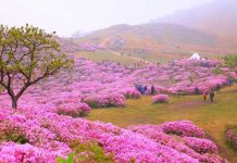 05 lý do để du lịch Hàn Quốc vào mùa xuân Du lịch Hàn Quốc vào mùa Xuân là thời điểm lý tưởng để ngắm nhìn nhiều loài hoa đẹp