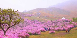 Du lịch Hàn Quốc vào mùa Xuân là thời điểm lý tưởng để ngắm nhìn nhiều loài hoa đẹp