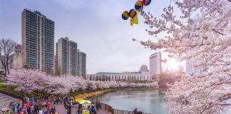 Đến hồ Seokchon Hàn Quốc - chiêm ngưỡng cảnh hoa anh đào khoe sắc rực rỡ