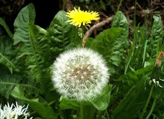 Indonesia điểm đến du lịch hấp dẫn và thú vị, du khách quên luôn cả lối về khi đặt chân đến đất nước xinh đẹp này