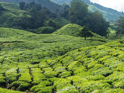 Cao nguyên Cameron với những đồi chè xanh mướt