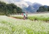 Du lịch Mộc Châu mùa nào đẹp nhất Cảnh sắc Mộc Châu với đồi chè xanh mướt và những bông hoa dại