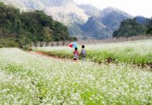 Cảnh sắc Mộc Châu với đồi chè xanh mướt và những bông hoa dại