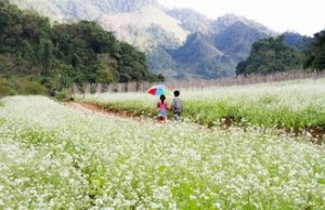 Cảnh sắc Mộc Châu với đồi chè xanh mướt và những bông hoa dại