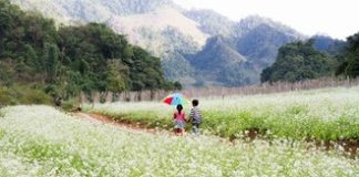Cảnh sắc Mộc Châu với đồi chè xanh mướt và những bông hoa dại