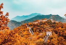 Cây lá chuyển màu khiến cho khắp xứ Trung Hoa như được thay áo mới