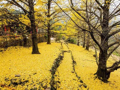 Mùa thu tuyệt đẹp tại làng Haiyang