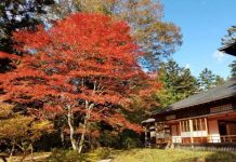 Cổng vào đền Nikko Toshogu rực rỡ sắc thu