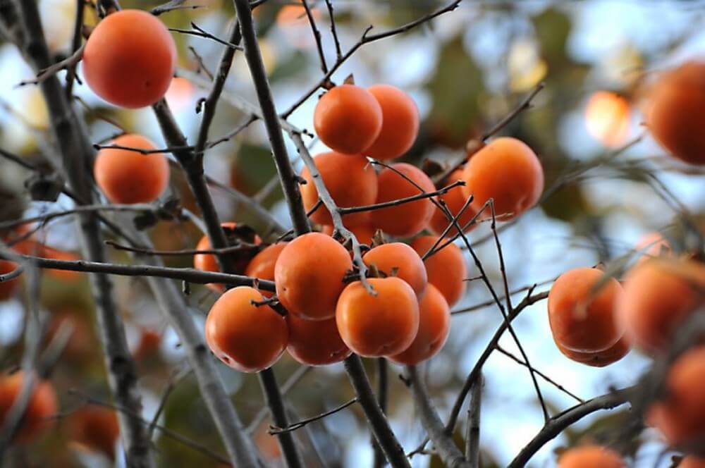 Những quả hồng chín mọng trên cành và hồng khô treo dài