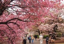 Du lịch Nhật Bản tự túc Khám phá Nhật Bản tự túc với ngân sách tiết kiệm