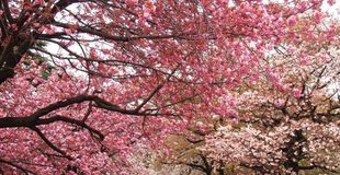 Khám phá Nhật Bản tự túc với ngân sách tiết kiệm