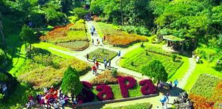 Ruộng bậc thang Sapa mùa lúa chín vàng óng ả