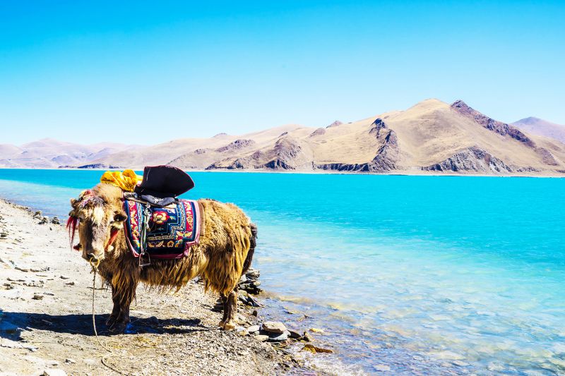 Giống B&ograve; T&acirc;y Tạng n&agrave;y rất hiền l&agrave;nh v&agrave; th&acirc;n thiện