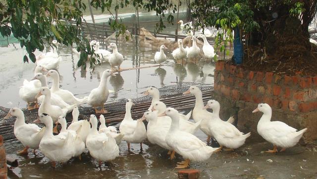 Những con Gày Sáy – Vịt lai Ngan nổi tiếng ở Tiên Yên, Vịnh Hạ Long