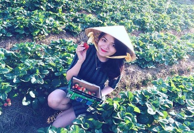 Du khách hái dâu tây trong vườn ở Đà Lạt