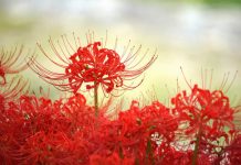 Hoa Bỉ Ngạn Nhật Bản đua nhau khoe sắc